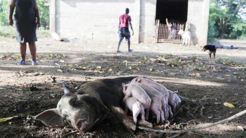 La nación caribeña anunció que estaba deteniendo los envíos de cerdos en dos provincias y movilizando a militares para contener la peste porcina. Foto: Reuters