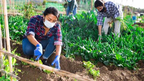 Proyectos productivos del campo en los que están involucradas mujeres son parte de los apoyo del FIRA con los recursos de su bono de género. Foto: Shutterstock