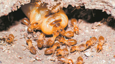 Termita reina con sus lacayos. Foto: Shutterstock