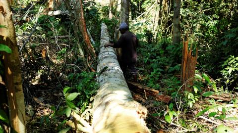 Man measures a tree after cutting it down in a forest in the municipality of Itaituba in Para state