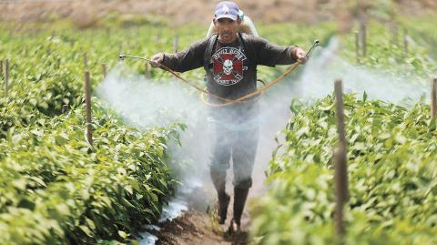 TANHUATO, MICHOAC��N, 29AGOSTO2017.- Se calcula que en el estado, hay al menos 100 mil jornaleros provenientes del Estado de México, Jalisco, Puebla, Chiapas, que trabajan y viven en situaciones precarias, ya que la falta de protección para realizar su trabajo hace que mucho de ellos sufran enfermedades que tenga que ver con los pesticidas. FOTO: JUAN JOS�? ESTRADA SERAF�cN /CUARTOSCURO.COM