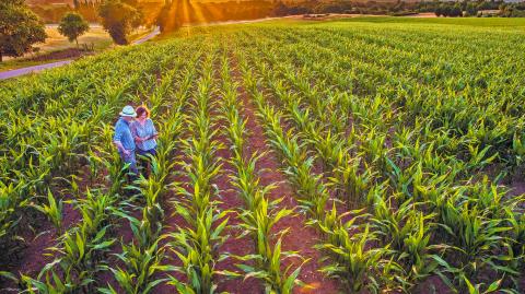 Top view. A farmer and his wife in their cornfield at sunset examine their crops on a digital tablet