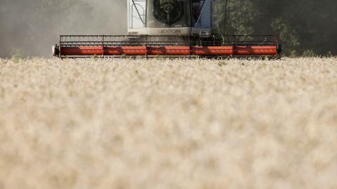 Rusia y Ucrania representan conjuntamente el 29% de las exportaciones mundiales de trigo. Foto: Reuters