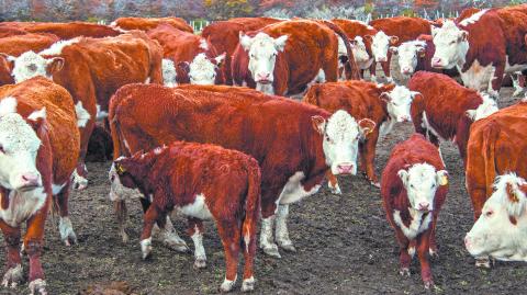 Cows,Of,Hereford,Cattle,Grazing,In,A,Pasture,In,Patagonia