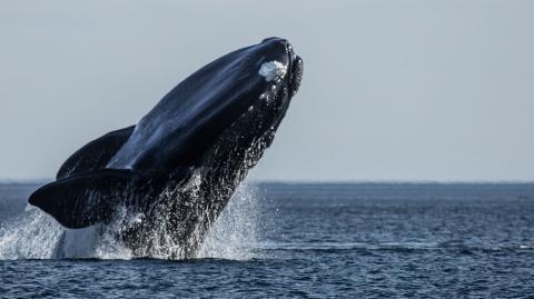 Foto: Insituto de conservación de ballenas de Argentina