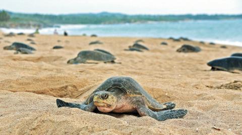 En riesgo. Dos de las seis especies de tortugas marinas que desovan en México están en peligro crítico. Foto: AFP