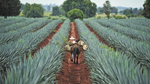 El agave Azul Tequilana Weber, la principal materia prima del tequila, su consumo creció 835% entre 1995 y 2022.