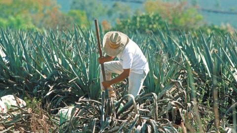 Anteriormente los estados con mayor producción agroalimentaria en el país importaban trabajadores del campo desde entidades del sureste.