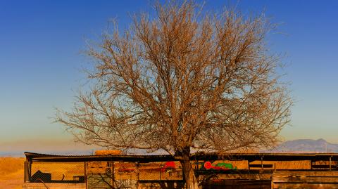 Es vital conocer el impacto de la deforestación en ambas zonas de la Ciudad de México