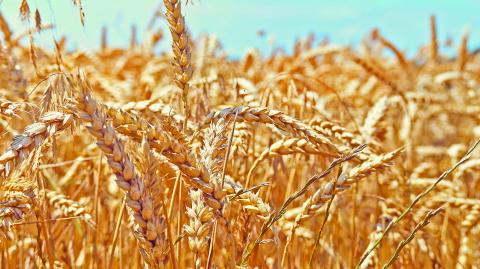 Golden ripe ears of wheat.