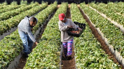 Se llevarán a cabo capacitaciones para llegar al resto de los campos productores de berries en los distintos estados del país en los que opera Driscoll’s. Foto EE: Archivo