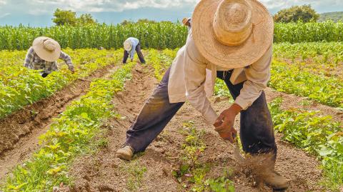 Organismos solicitan al gobierno federal opciones de financiamiento para la producción de alimentos en las zonas productivas