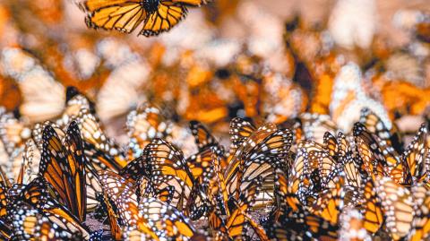 Al conservar nuestros bosques y océanos protegemos la biodiversidad y una fuente de vida de incalculable valor. Ejemplo: las Mariposas Monarca, en el Santuario El Rosario, Michoacán  foto: david muñiz, x-photographer de fujifilm (lente xf 150 - 600 f5.6-8)