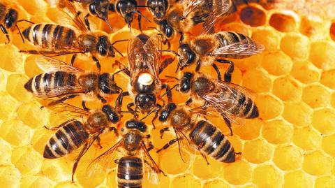 Plantar flores y plantas nativas en jardines y balcones, evitar el uso de pesticidas en espacios verdes y apoyar a los apicultores locales son acciones para contribuir a la conservación de las abejas.