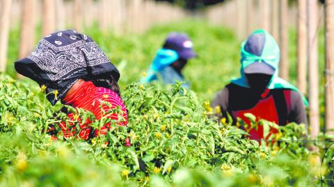 Los precios agrícolas no se ven muy alentadores para los productores mexicanos. Foto: Reuters