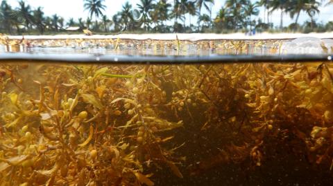 Huge Mass Of Sargassum Seaweed Floats To Key West Beaches