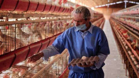 Pablo Sherwell, analista de Rabobank, afirmó que existen grandes oportunidades para los avicultores del país. Foto EE: Cortesía Sader