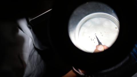 Un técnico de laboratorio estudia mosquitos portadores del virus del Chikungunya en un laboratorio de salud pública en Acapulco, estado de Guerrero, México, el 15 de abril de 2015. Foto: AFP