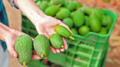 From,Above,Of,Gardener,Hands,Holding,Fresh,Picked,Green,Avocados