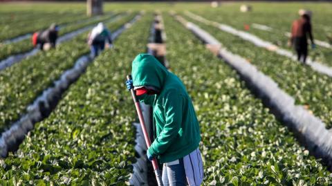 Los países de la UE han erigido sus industrias agroalimentarias apoyándose en la explotación de una mano de obra migrante. Foto: Shutterstock.