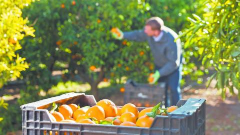 México podría producir 4 millones 870,000 toneladas de naranja, mientras que la producción de limones será de 2 millones 950,000 toneladas.