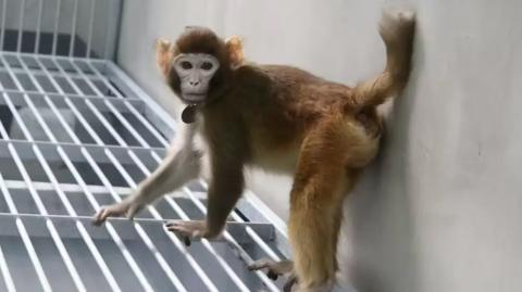 El mono clonado, con 17 meses de edad. Foto EE: Cortesía Nature.