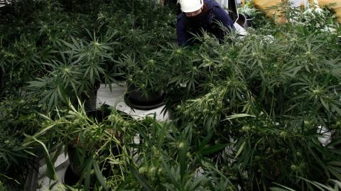 Desde un punto de vista jurista, la legalización de la marihuana conlleva la posibilidad de ayudar a muchos enfermos. Foto: Reuters.