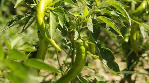 Plantas de pimiento. Foto: Wikimedia Commons