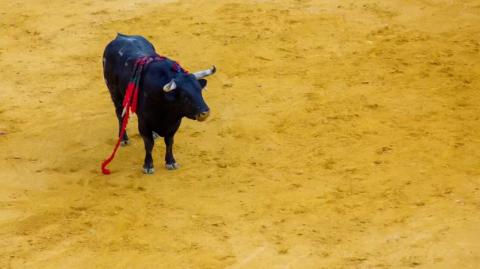 Las corridas, con desenlace fatal para los toros, aún son permitidas en parte de España, México, Francia, Colombia, Venezuela, Perú y Ecuador. Foto: Shutterstock.