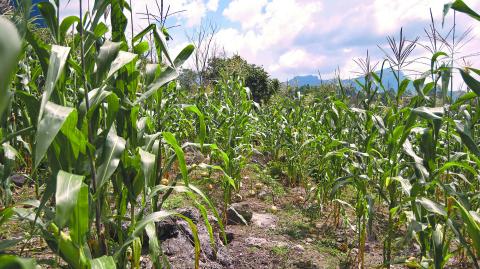 CHILPANCINGO, GUERRERO, 03OCTUBRE2023.- Mas del 50 por ciento de su producción de maíz, perderán este año los productores de la zona serrana de la capital del estado, esto por falta de lluvias, ya que ellos siembran de manera temporal y la escasez de agua no ha dejado crecer la milpa y ha generado que alguna se agusane, lo que genera perdidas considerables en su producción. La Esperanza, comunidad del municipio de Chilpancingo, es una localidad que sobrevive por el cultivo de maíz en temporada de lluvias y de frijol en otras temporadas del año, en esta comunidad, ubicada en la zona serrana de la capital, los productores comúnmente siempre de manera temporal, es decir, sin sistema de riego, por lo que esperan el agua de las lluvias de cada año, para que la milpa crezca y de buenos resultados de maíz. FOTO: DASSAEV TÉLLEZ ADAME/CUARTOSCURO.COM