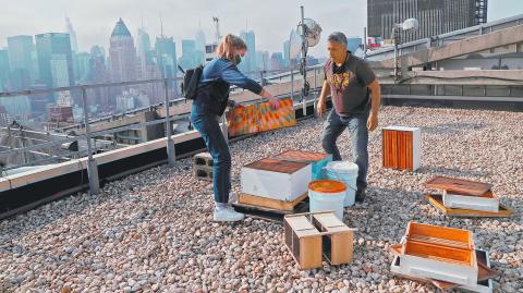 Urban beekeeper Andrew Cote replenishes bee hives on a rooftop building in New York City