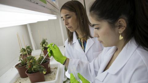 Antonia Soza, estudiante de bioingeniería de la Universidad Adolfo Ibáñez, y su profesora, Dafne Chutnik, colocan cristales de fósforo hechos de orina y sal marina como fertilizante en plantas de tomate. Foto: AFP