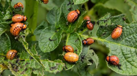 El escarabajo de la patata, una plaga en Europa, viajó como polizón hasta Burdeos (Francia) durante la Primera Guerra Mundial. Foto: Shutterstock