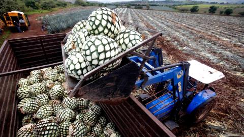 Cosecha de agave, para destilar y producir Tequila. Foto: AFP.