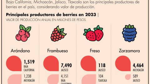 Aunque la situación ha afectado a todas las berries, la variedad más golpeada, incluso con una fuerte caída en su precio, es la de los blueberrie