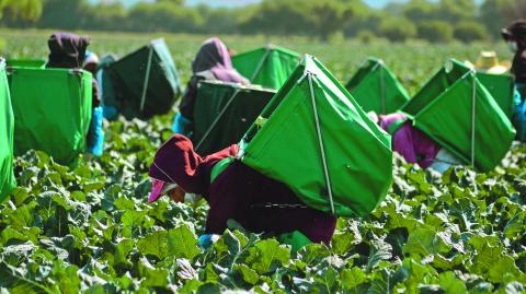 QUERETARO,QRO 05.05.14 COSECHA DE BROCOLI.