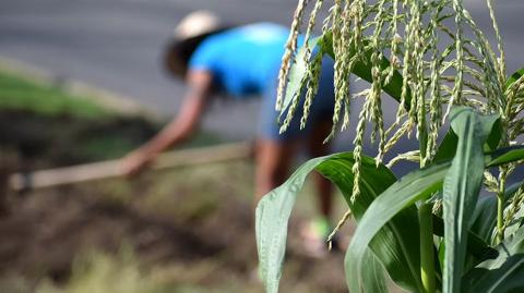El estrés hídrico en regiones agrícolas ha llevado a una disminución significativa en la producción de alimentos. Foto: Shut