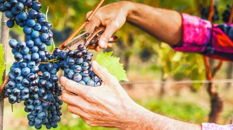 La superficie plantada de uva de mesa llegó a su nivel más bajo desde 1999. Foto Especial