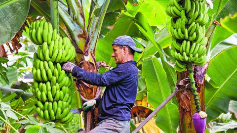 Transformación. Se han beneficiado a más de 900 productores y a cerca de 35,000 personas. Foto: Shutterstock