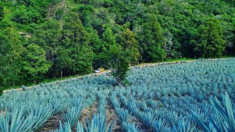 Campos magueros en Sola de Vega, Oaxaca. Foto EE: Especial