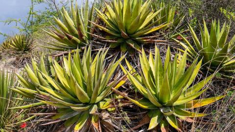 Maguey jabalí de la Finca Robles. Foto EE: Francisco de Anda.