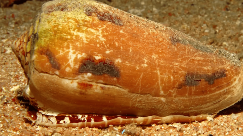 El veneno del caracol Conus geographus contiene toxinas similares a la insulina y otros compuestos naturales para producir un shock hipoglucémico en sus víctimas. Cigdem Cooper/Shutterstock