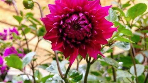 La dalia está declarada desde 1963 como la Flor Nacional de México. El género dahlia está formado por 43 especies nativas de México, de las cuales, sólo cuatro especies constituyen la base genética actual de la dalia cultivada. Foto EE: Rosa Lucas-Bartolo.