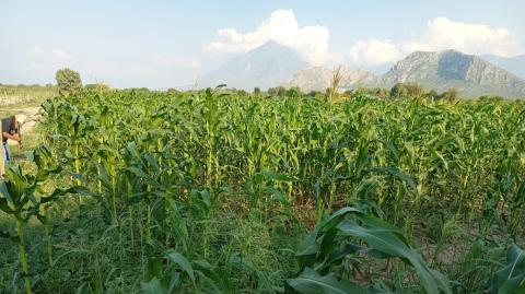 En Nuevo León podría disminuir la producción del maíz forrajero en verde.