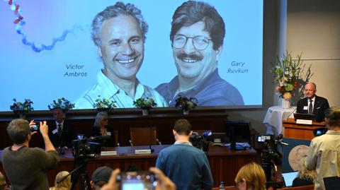 El Premio Nobel de Medicina recayó en los investigadores estadounidenses Victor Ambros y Gary Ruvkun por su hallazgo del microARN.