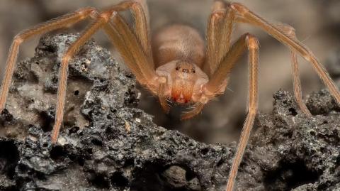 Una de las características exclusivas de la araña violinista europea es poseer tres pares de ojos en la disposición que se aprecia en la foto.