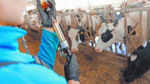 Woman veterinarian holding syringe with vaccine on background of dairy cow in cowshed. Concept vet worker of livestock farm health care cattle.