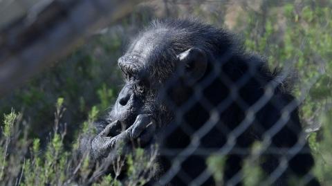 Científicos pusieron en entredicho la "paradoja del mono sabio"