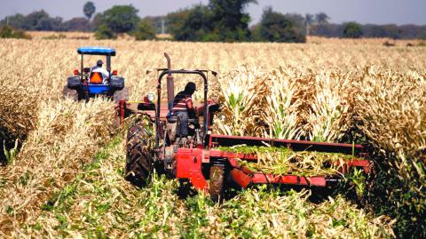 CULIACAN, SINALOA, 15FEBRERO2011.- Agricultores y jornaleros siguen en espera del apoyo por parte del gobierno federal el cual no se ha visto avance, en los campos muchos agricultores mencionan que no tumbaran las siembras quemadas por las heladas ya que dicen sacar mas dinero vendiendolo como comida para ganado ya que el apoyo de las semillas y vales no es conveniente, por otra parte si no se llega a un acuerdo en estos dias se hara una marcha al congreso del estado. muchos jornaleros  ya se fueron a buscar mejores plazas al norte de la republica mexicana.
FOTO: RASHIDE FRÍAS/CUARTOSCURO.COM