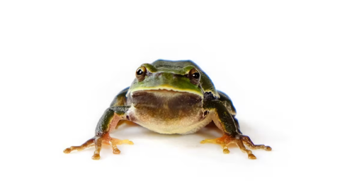 Macho de Rana de San Antonio oriental (Hyla orientalis). Chernóbil (Ucrania), 2018.